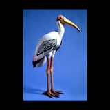 Life Size Painted Stork - Miami Metro Zoo