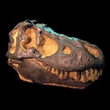 Tabrosaurus Skull - Miami Metro Zoo